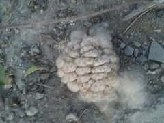 Ceiba pentandra