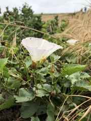 Calystegia macrostegia macrostegia