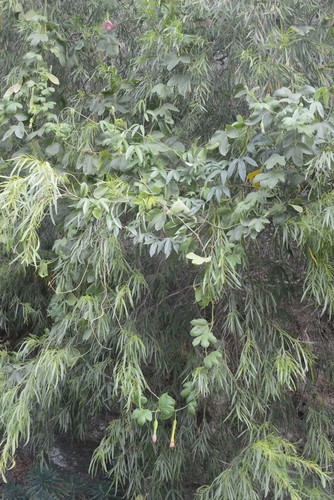 Passiflora tripartita