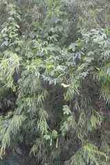 Passiflora tripartita