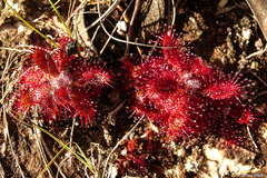 Drosera tomentosa