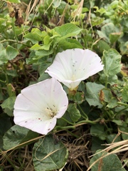 Calystegia macrostegia macrostegia