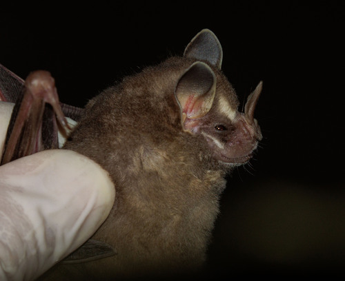 Gervais's Fruit-eating Bat
