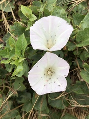 Calystegia macrostegia macrostegia