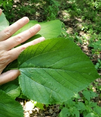Morus nigra