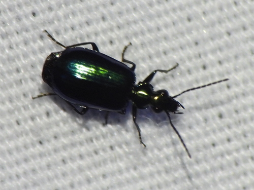Flower Lebia Beetle photo 4
