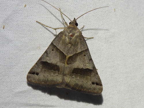Forage Looper Moth photo 3