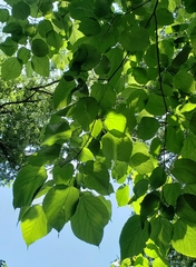 Morus nigra