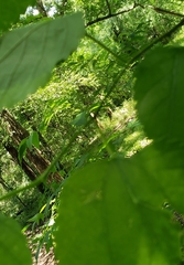 Morus nigra