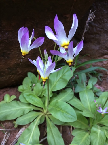 Primula pauciflora var. zionensis