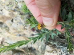 Erigeron petrophilus