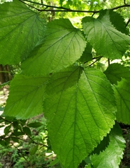 Morus nigra