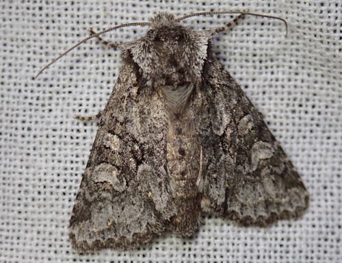 Cuneate Arches Moth photo 2