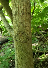 Morus nigra