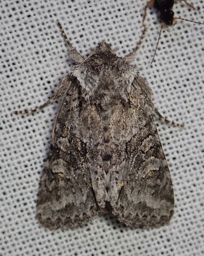 Cuneate Arches Moth photo 3