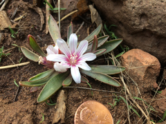 Lewisia brachycalyx