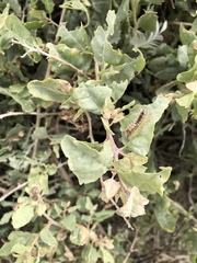Atriplex lentiformis breweri