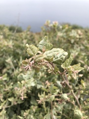Atriplex lentiformis breweri