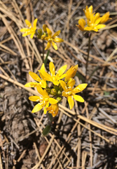 Triteleia lemmoniae