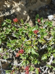 Ceanothus confusus