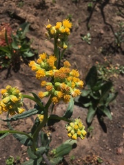 Senecio aronicoides