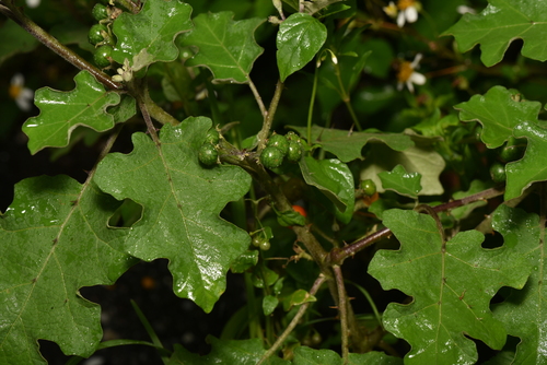 Image of Solanum violaceum by (c) Yung-Lun Lin, some rights reserved (CC BY)