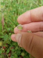 Trifolium microcephalum