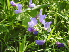 Lathyrus spathulatus