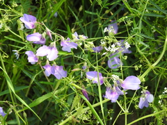 Lathyrus spathulatus
