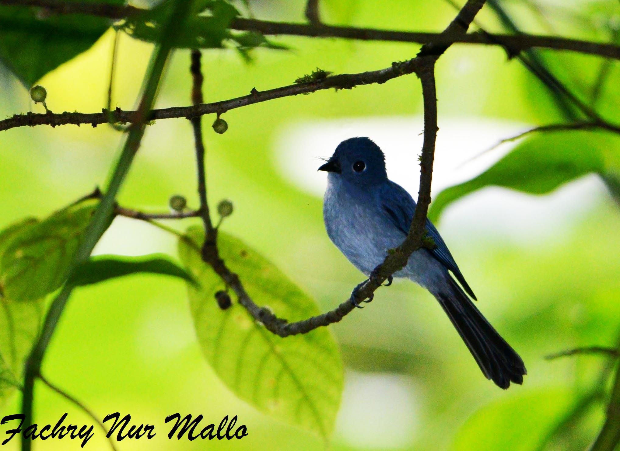 Cerulean Flycatcher illustration