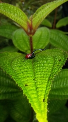 Trachelophorus giraffa
