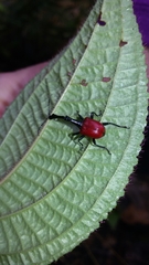 Trachelophorus giraffa