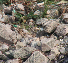 Emberiza chrysophrys