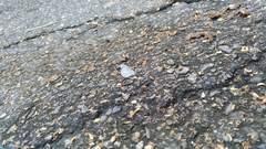 Celastrina lavendularis himilcon