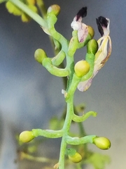 Fumaria capreolata