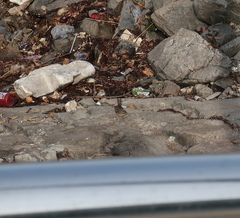 Emberiza spodocephala