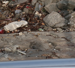 Emberiza spodocephala