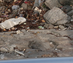 Emberiza spodocephala