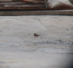 Emberiza chrysophrys