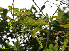 Acer caudatifolium