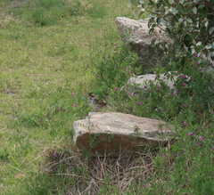 Emberiza chrysophrys