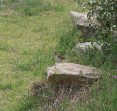 Emberiza chrysophrys