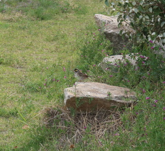 Emberiza chrysophrys