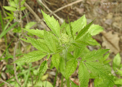 Cardamine leucantha