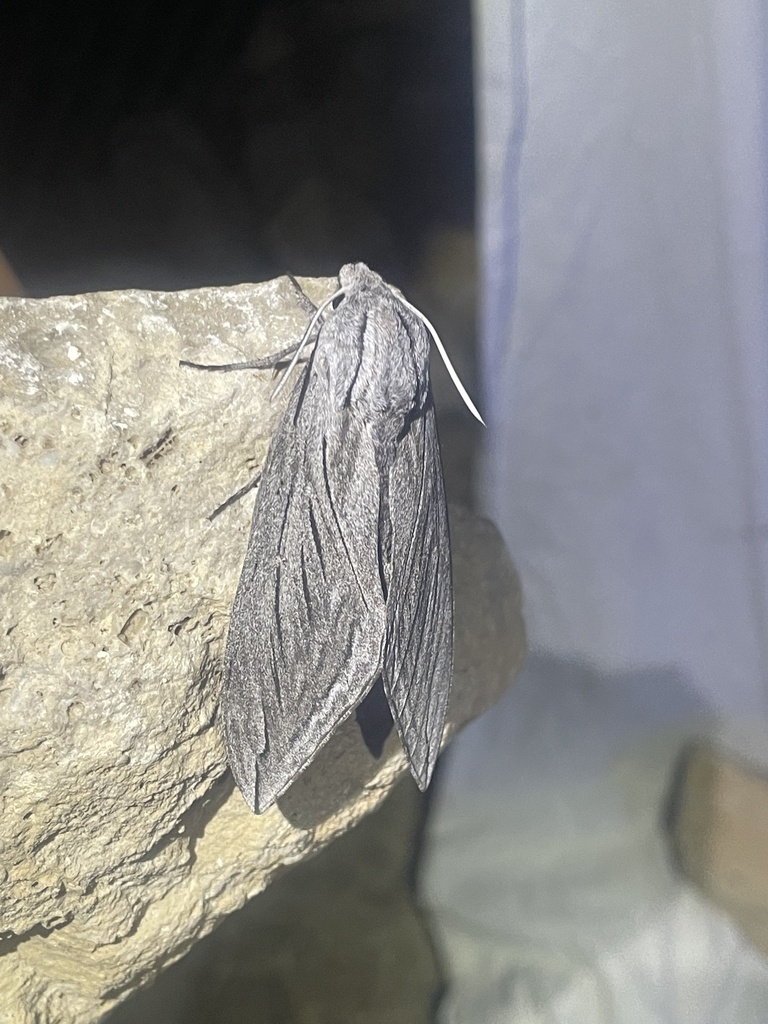Great Ash Sphinx from Solar Dr, Fort Davis, TX, US on May 8, 2024 at 10 ...