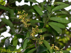 Anodendron affine
