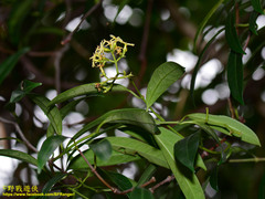 Anodendron affine