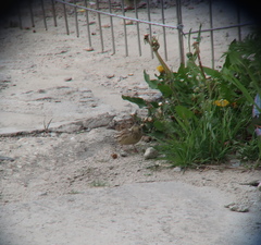 Emberiza spodocephala