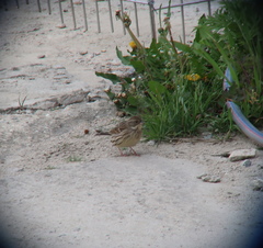 Emberiza spodocephala