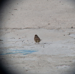 Emberiza spodocephala